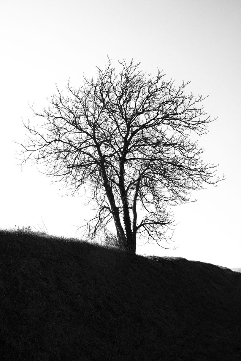A single leafless tree on a hill