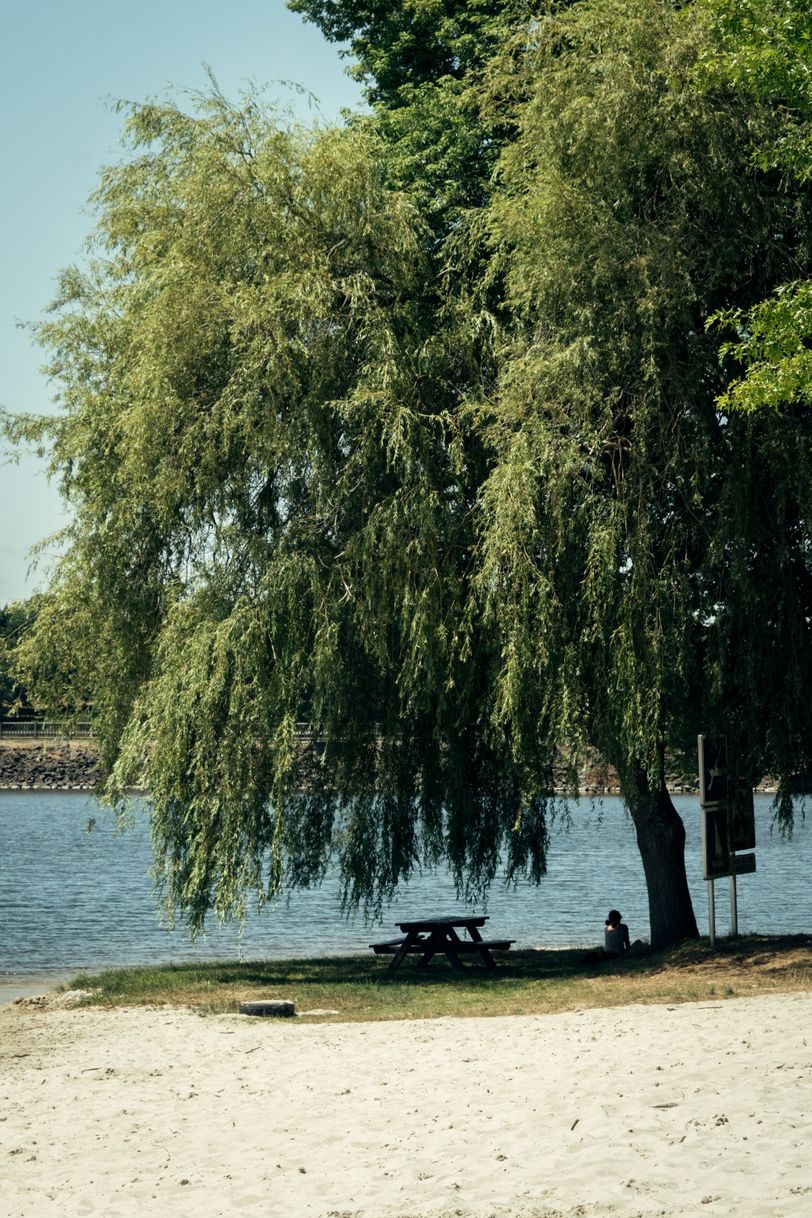 A sitting person under a weeping willow on a beach next to a lake on a sunny day