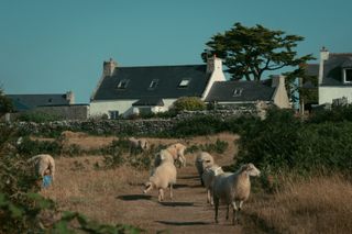 Bunch of sheeps wandering around in the wild before a couple of houses
