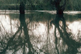 Reflection of flooded trees in the water