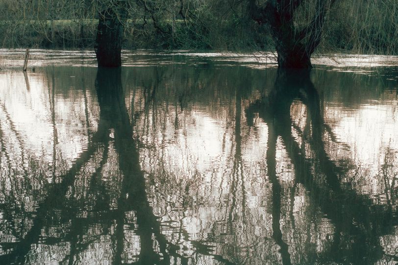 Reflection of flooded trees in the water