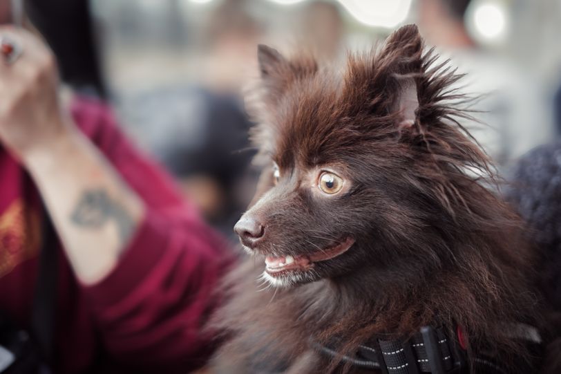 Portrait of a dog sitting at a table