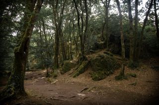 An old forest, barely maintained with a lot of roots coming out of the path
