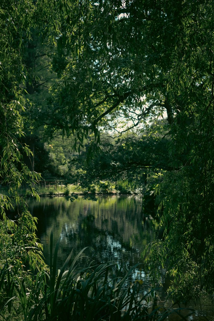 A natural frame pointing to a pond