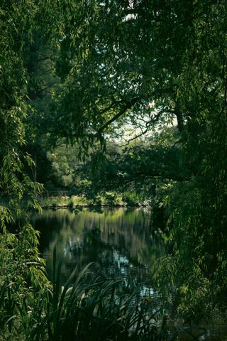 A natural frame pointing to a pond