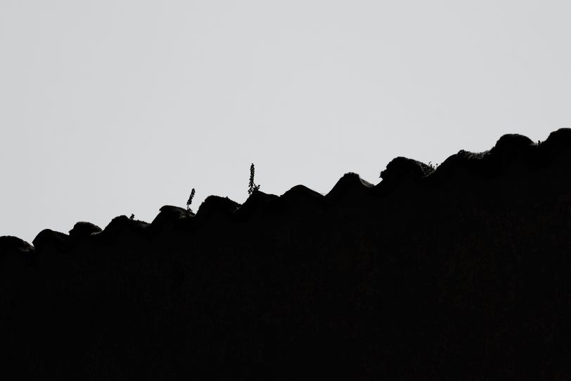 Roof with growing flora in black and white