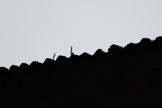 Roof with growing flora in black and white